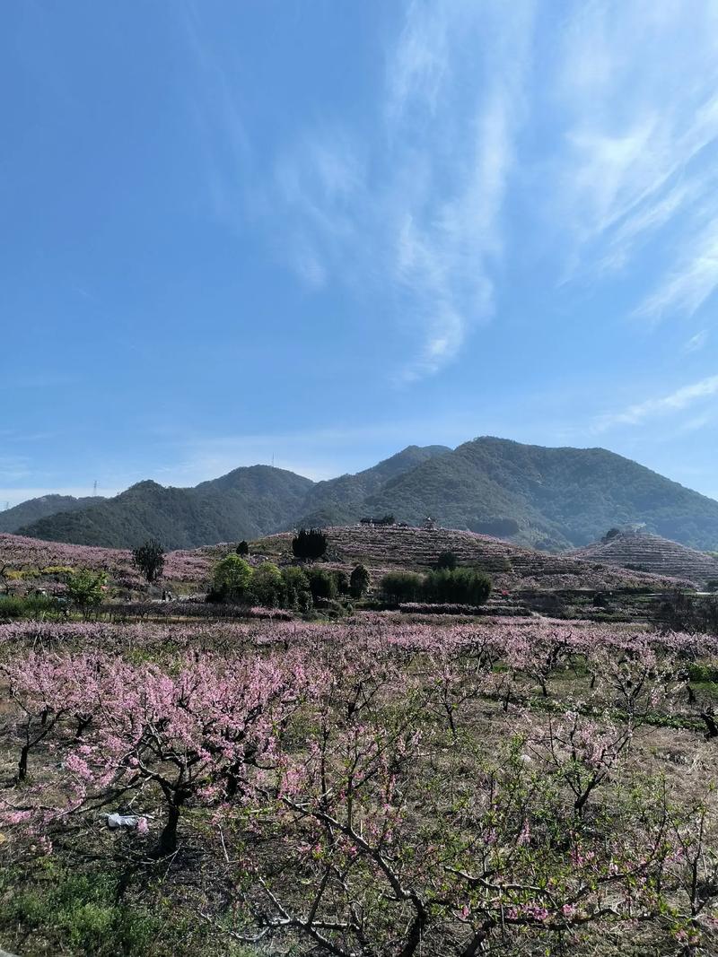 奉化天下第一桃园门票_天下第一桃园 林家村古村落 奉化桃花节