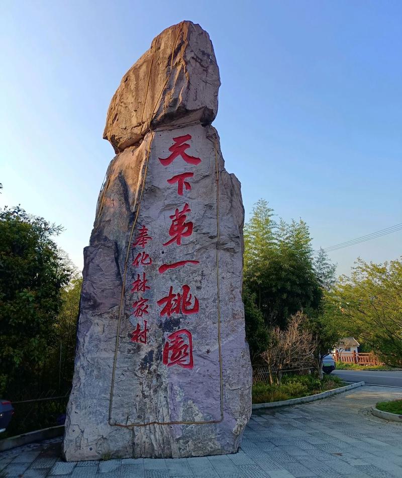 宁波奉化天下第一桃园，清明赏花人少景美