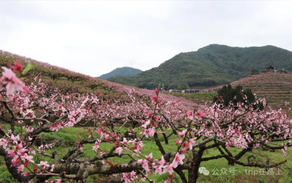 奉化桃花盛放，天下第一桃园观赏攻略及周边交通指南