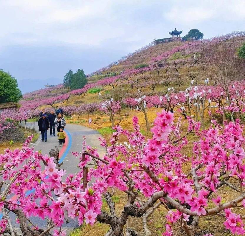 奉化天下第一桃园门票_奉化赏桃花最佳地点_奉化桃花观赏攻略