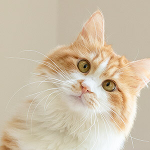 民间借贷没合同能否起诉_民间互助理财国家怎么规定的_投资理财公司项目投资是否算非法集资