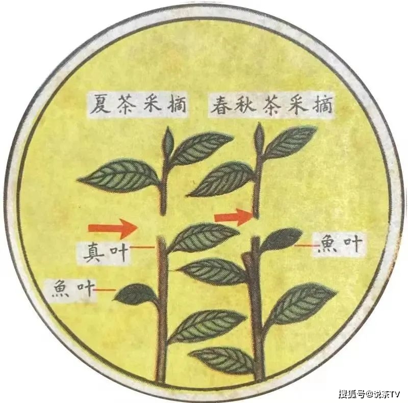 大圆普洱综述_印级茶历史_中国茶叶出口公司