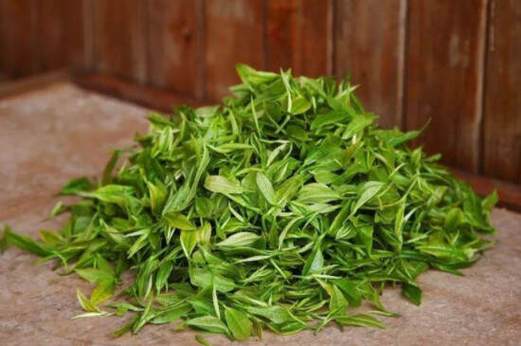 大叶种茶树_大圆普洱综述_勐库大叶种